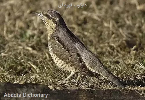 دارکوب قهوه ای